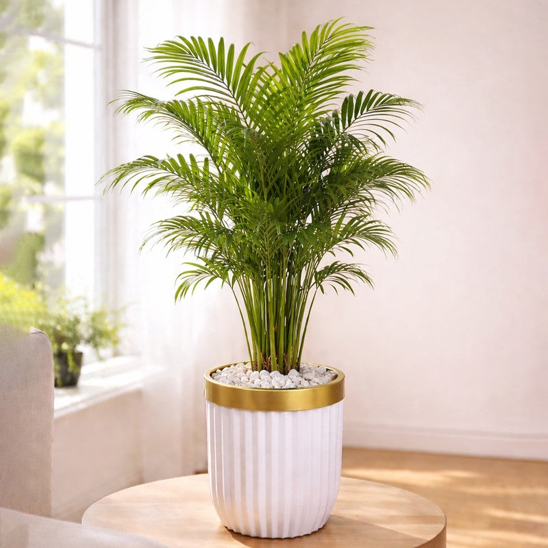 GlowRoot Planter