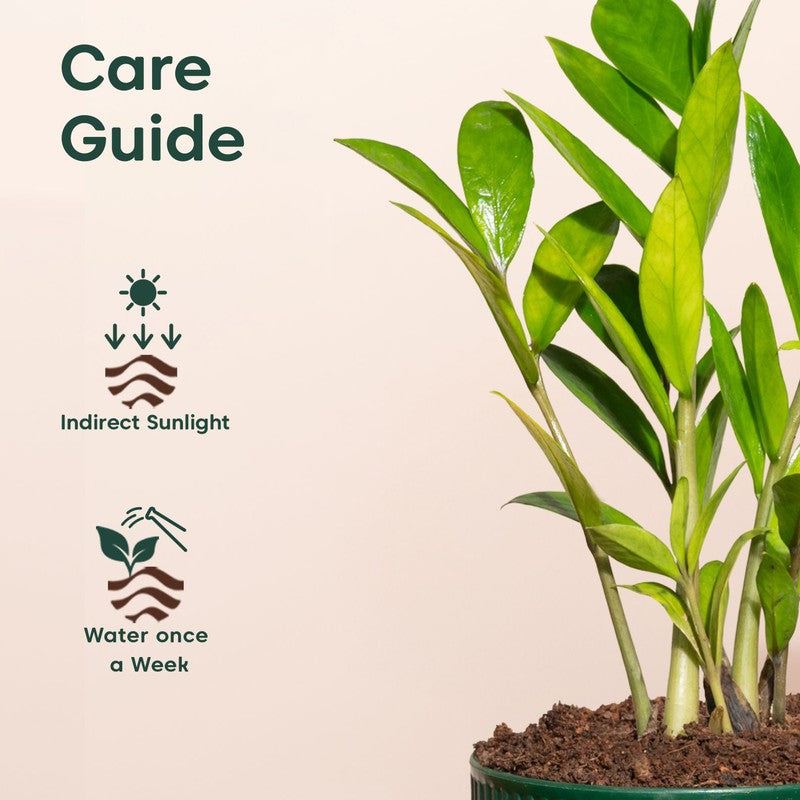 Kyari Zamia Green with Self Watering Pot - Green media 5