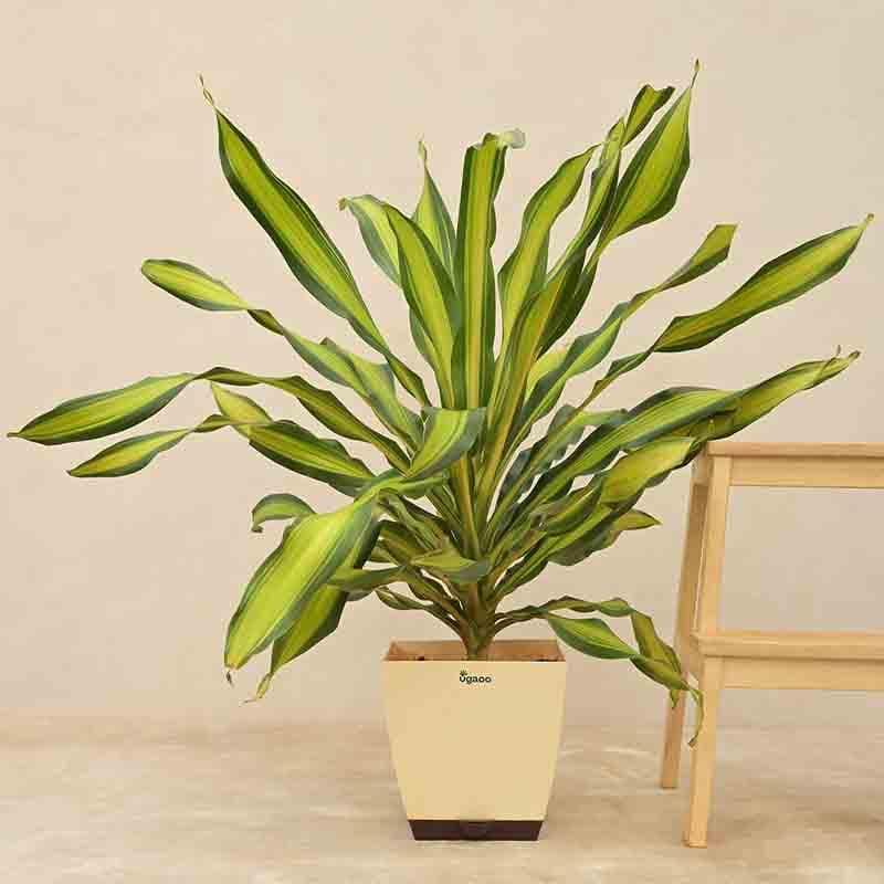 Ugaoo Draceana Dara Singh Plant - 3.9ft media 4