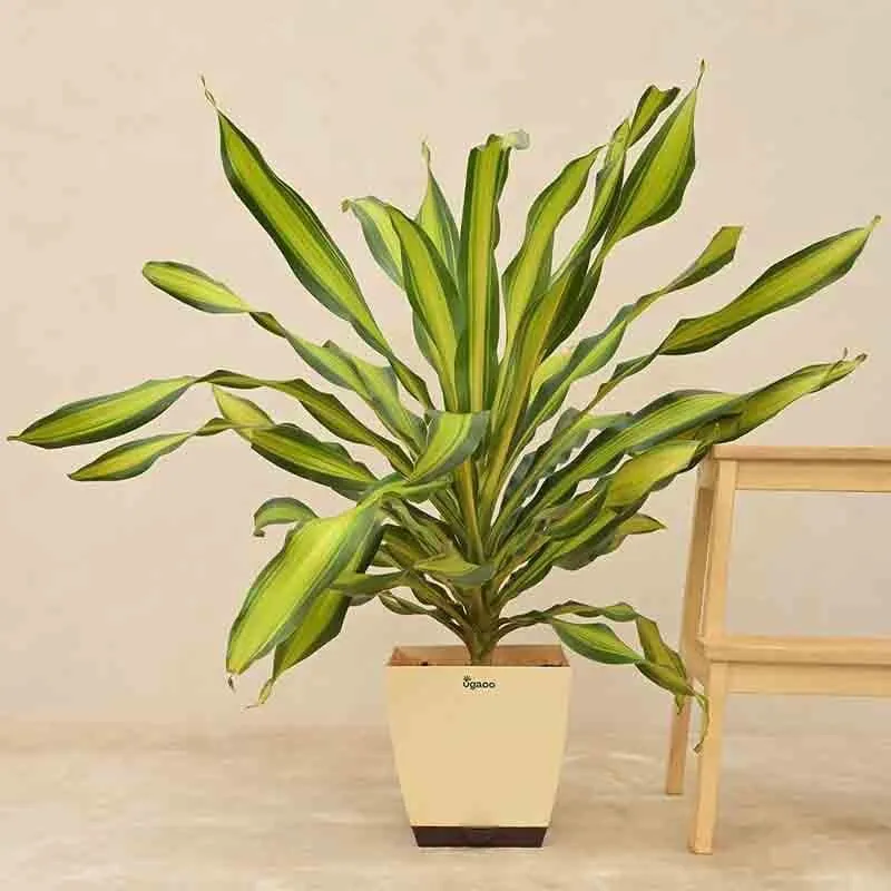 Ugaoo Draceana Dara Singh Plant - 3.9ft media 4