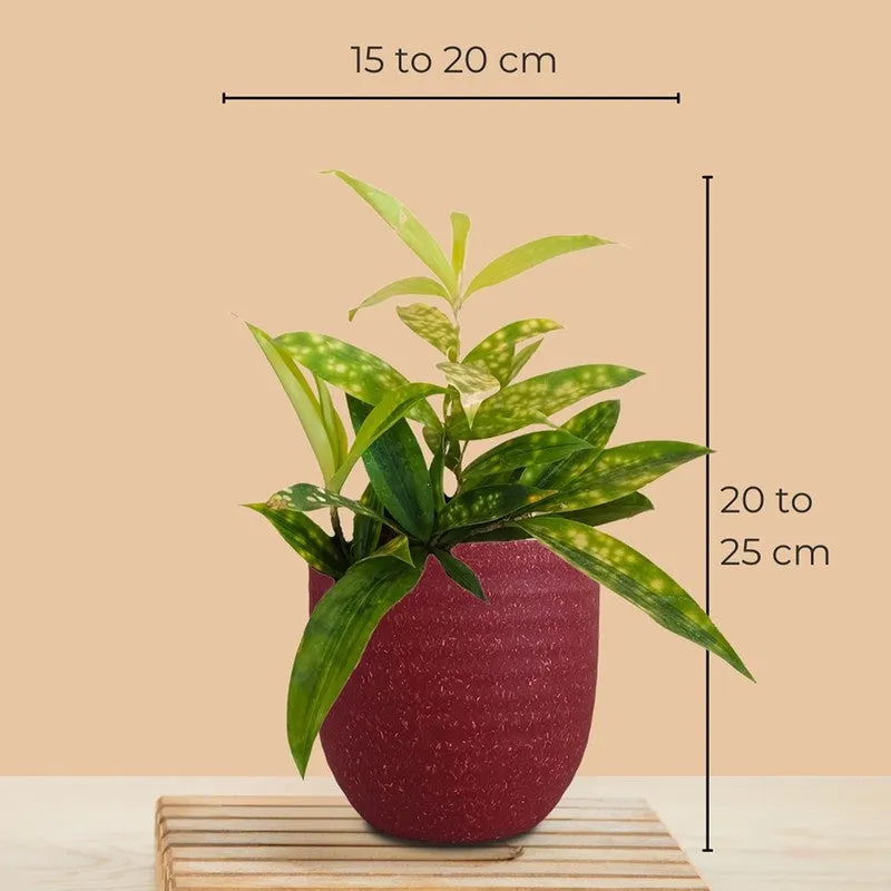 Greenkin Bamboo & Snake Live Plants (Red) - Set Of Two media 9