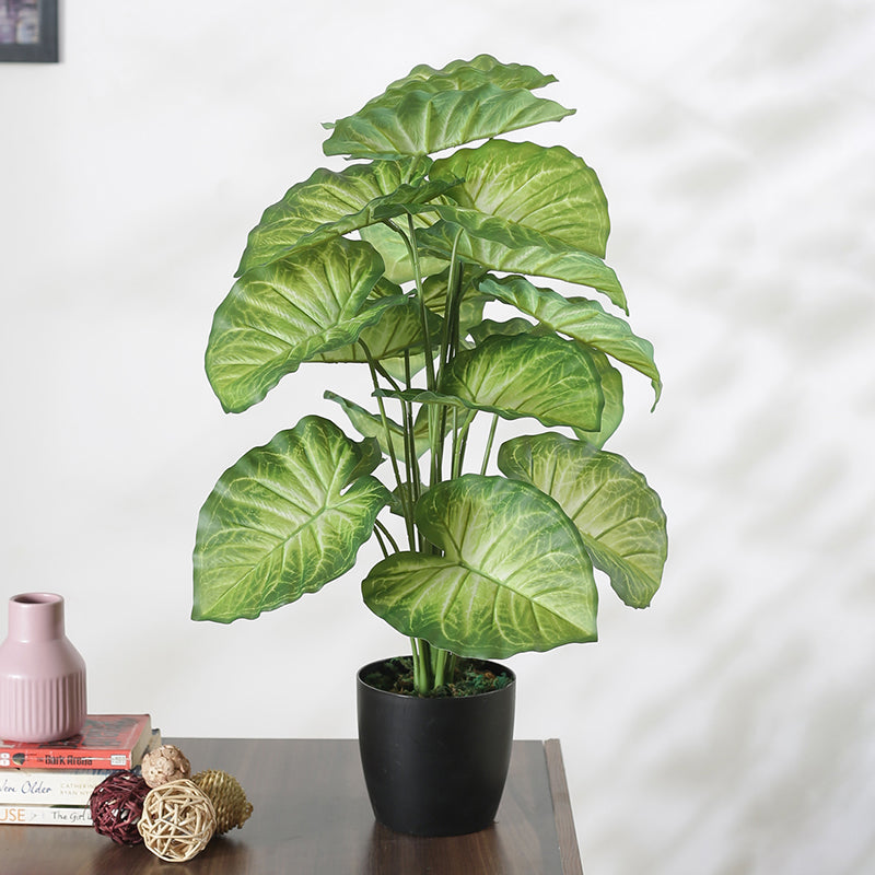 Faux Tropica Dumb Cane Plant With Black Plastic Pot - 2.13 ft media 3