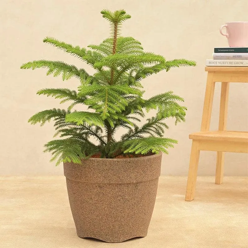 Ugaoo Barca Round Small Planter - Sand media 3