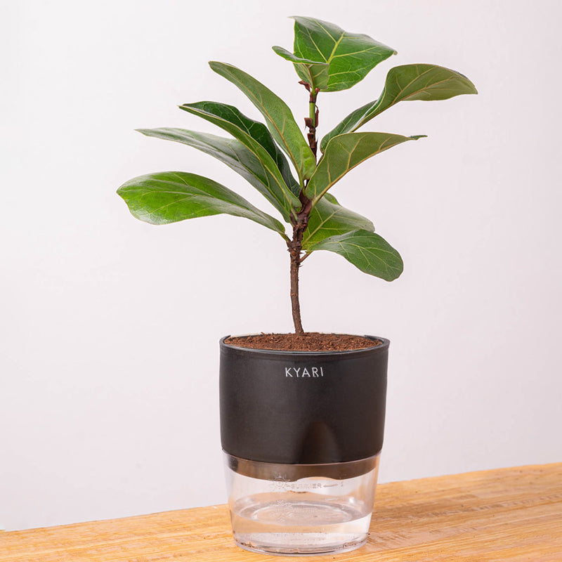 Kyari Fiddle Fig Plant With Self Watering Pot (Black) - 18 cm media 6