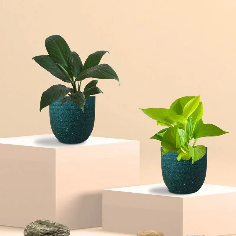 Greenkin Lily & Golden Pothos Live Plants (Green) - Set Of Two media 3