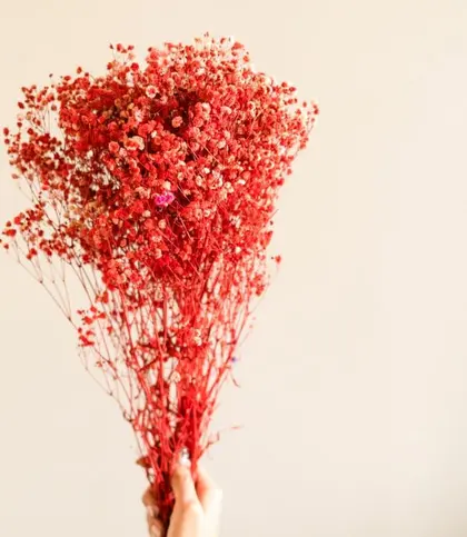 Dried Flowers & Leaves