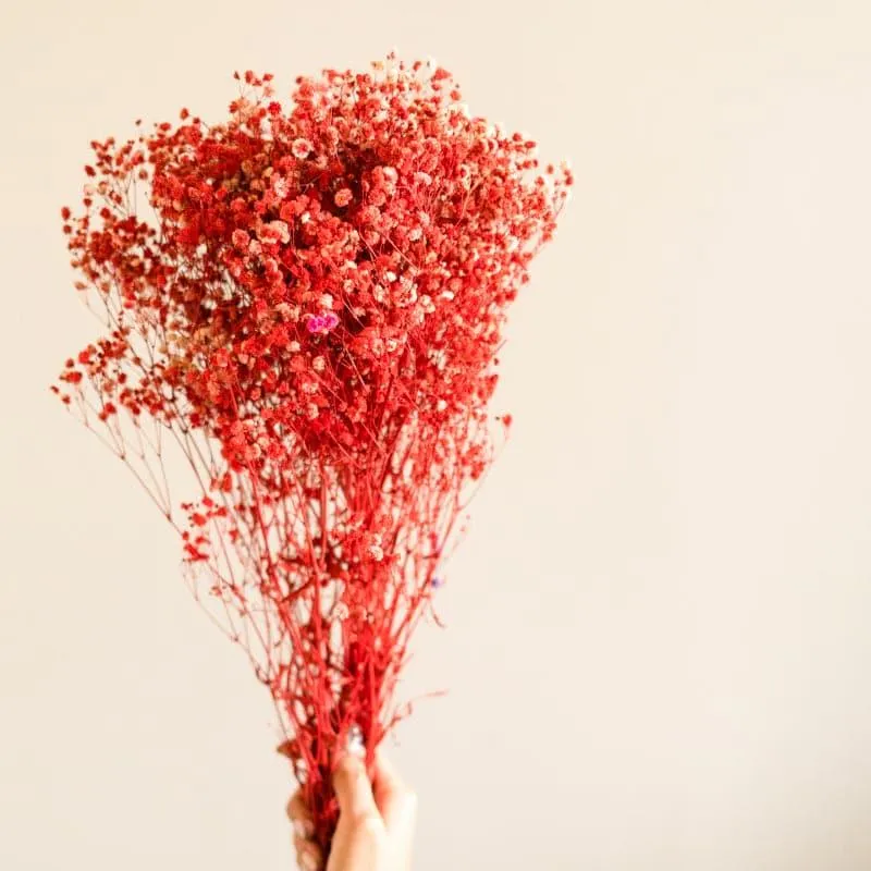 Naturally Dried Baby Breath Gypsophila Stems (Red) - Set Of Five media 1
