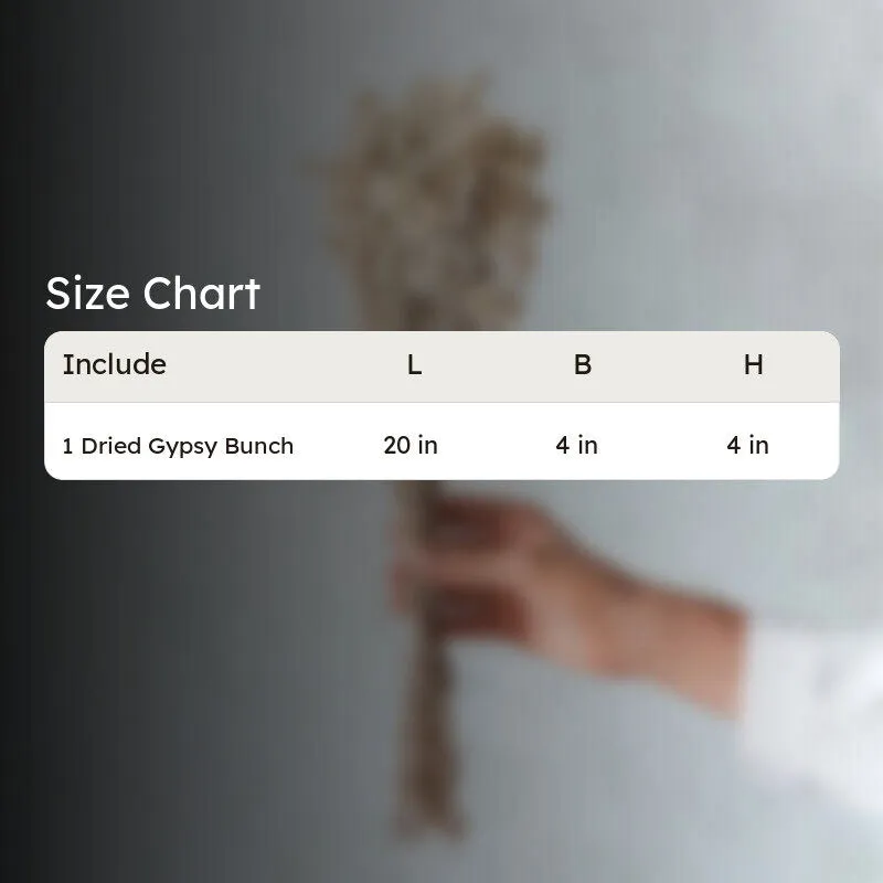 Gypsophila Charm Dried Flower Bunch media 6