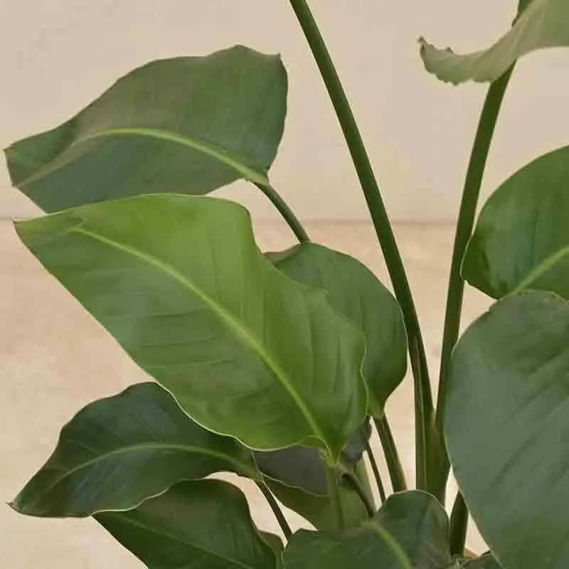 Ugaoo Bird of Paradise Plant - Medium media 4
