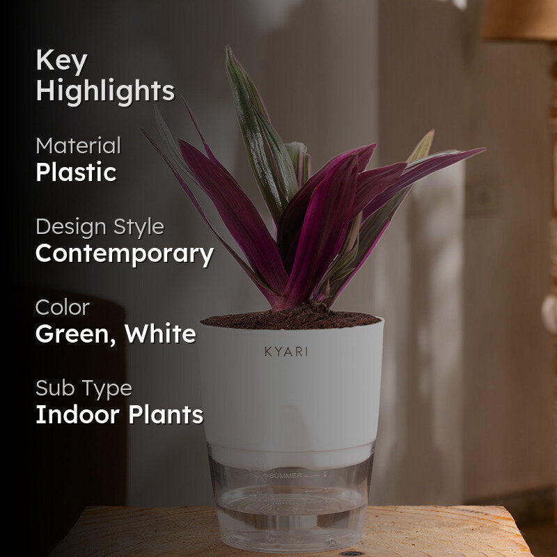 Kyari Oyster Plant With Self Watering Pot (White) - 18 cm media 2