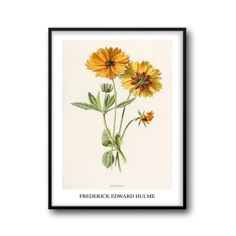 Coreopsis Frederick Edward Hulme Archival Canvas Wall Painting - Black Frame media 5