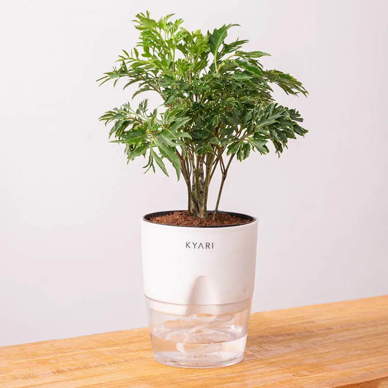 Kyari Aralia Plant With Self Watering Pot (White) - 18 cm media 6
