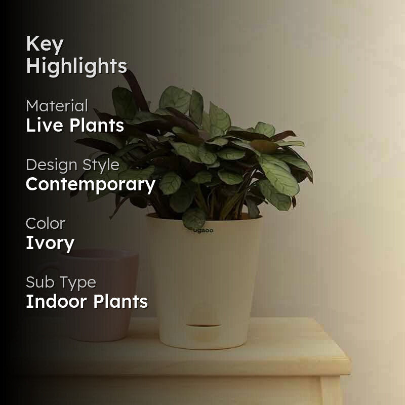 Ugaoo Calathea Prayer Plant - Medium media 2