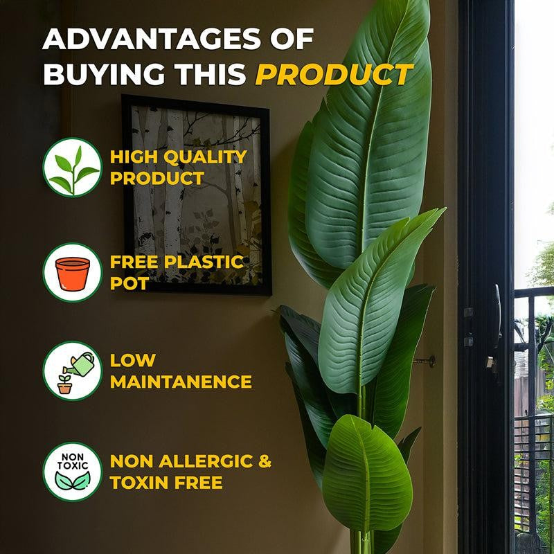 Tropibana Artificial Bird Of Paradise With Black Plastic Pot - 157 cm (5.2 ft) media 6