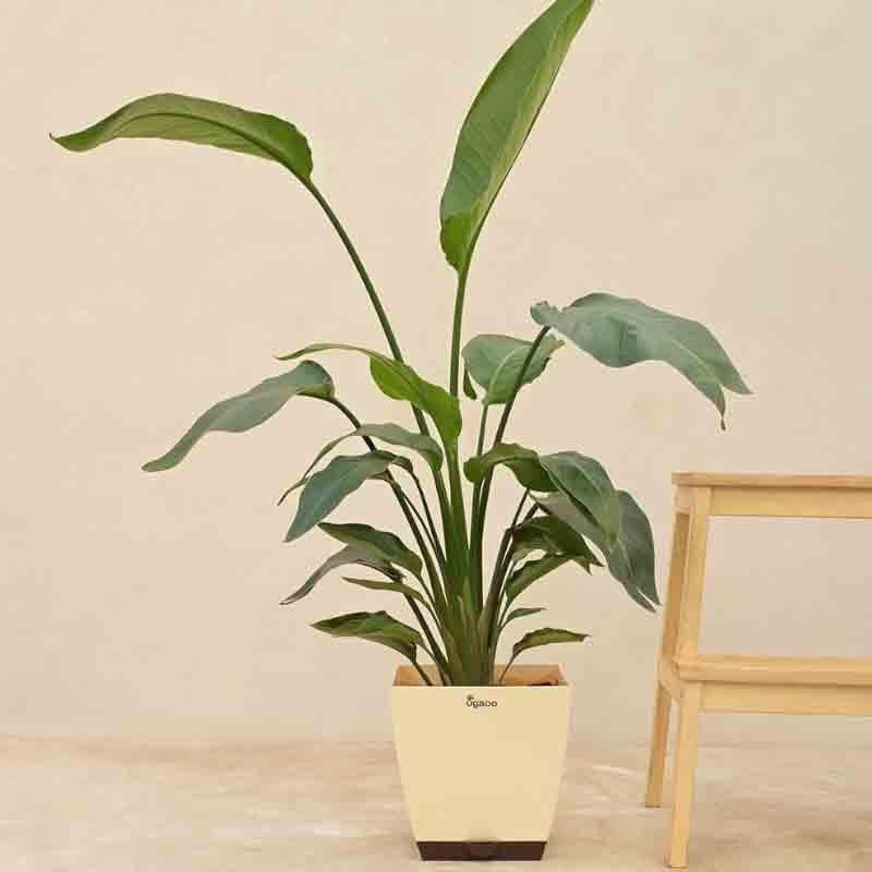 Live Plants