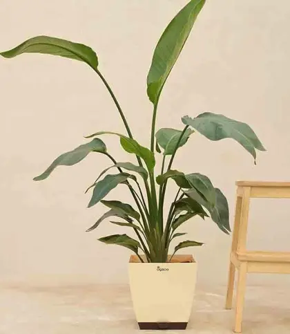 Live Plants