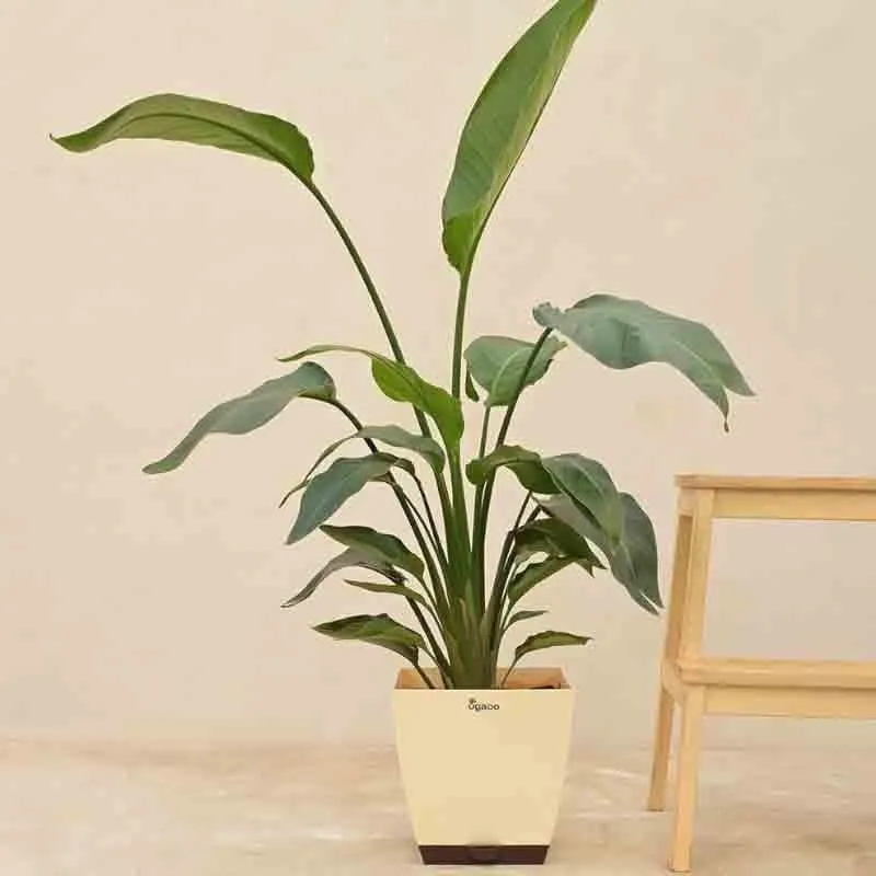 Ugaoo Bird of Paradise Plant - XL media 1
