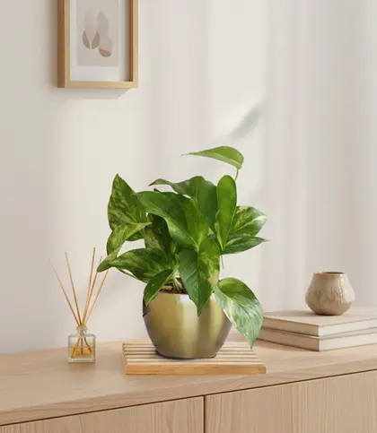 Natural Fiber