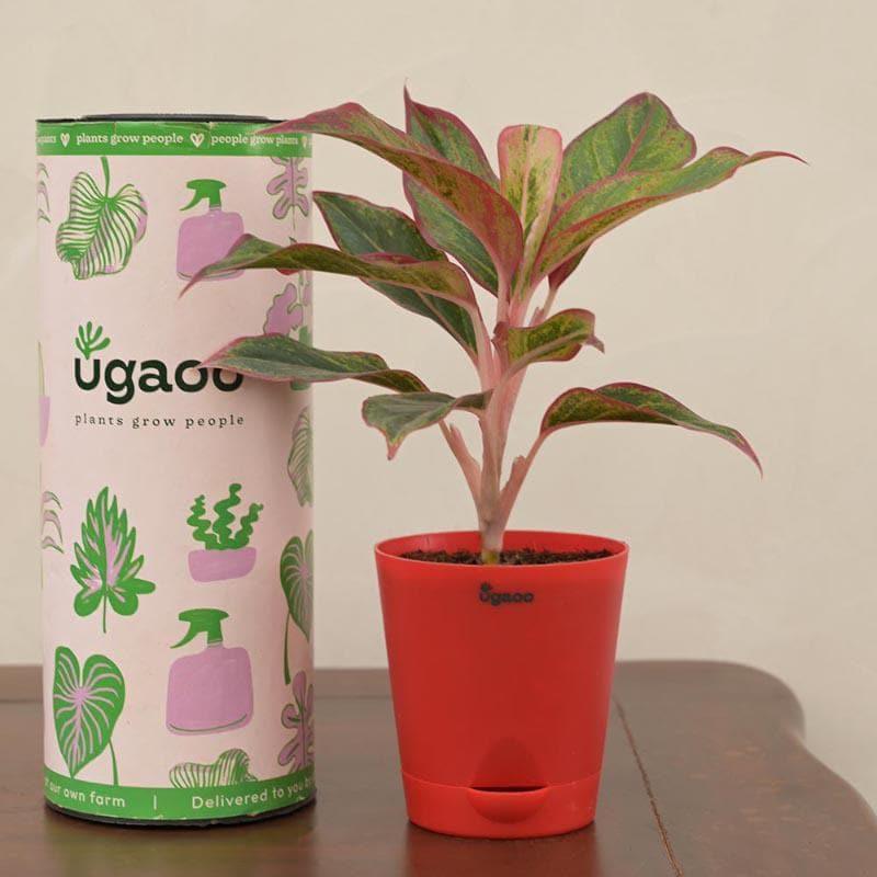 Ugaoo Aglaonema, Rubber Indoor Live Plants With Pot - Set Of Two media 3