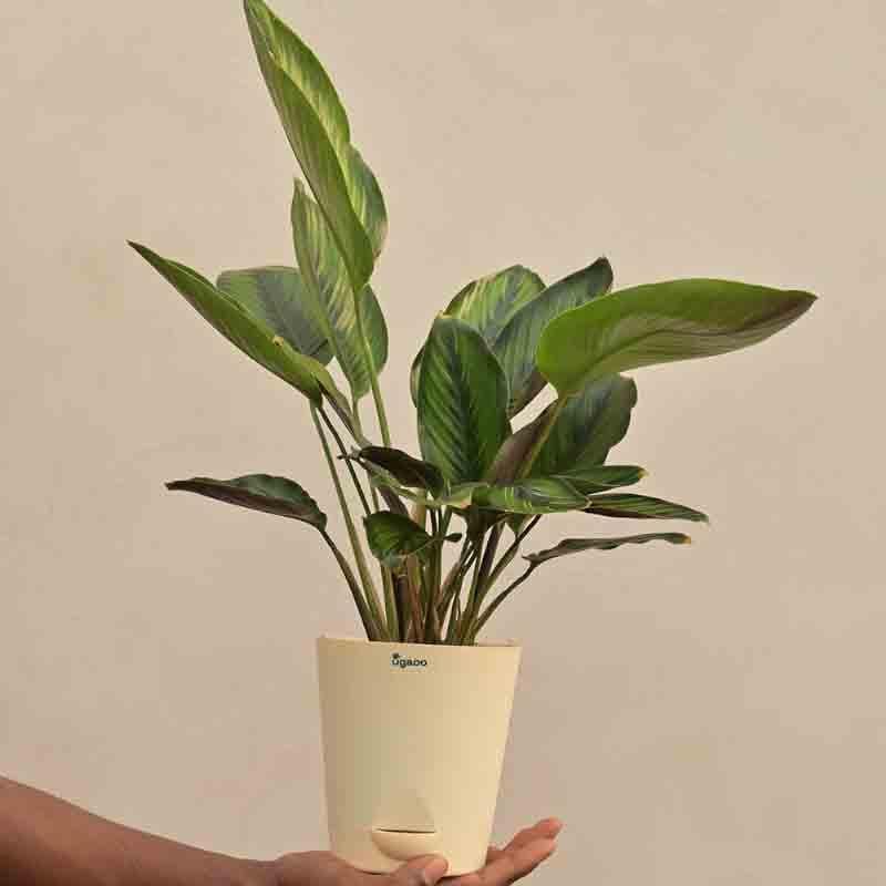 Ugaoo Calathea Pinstripe Plant media 6