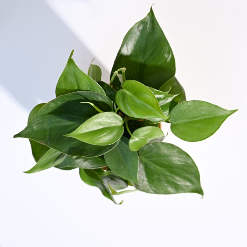 Ugaoo Philodendron Oxycardium Green Plant media 6