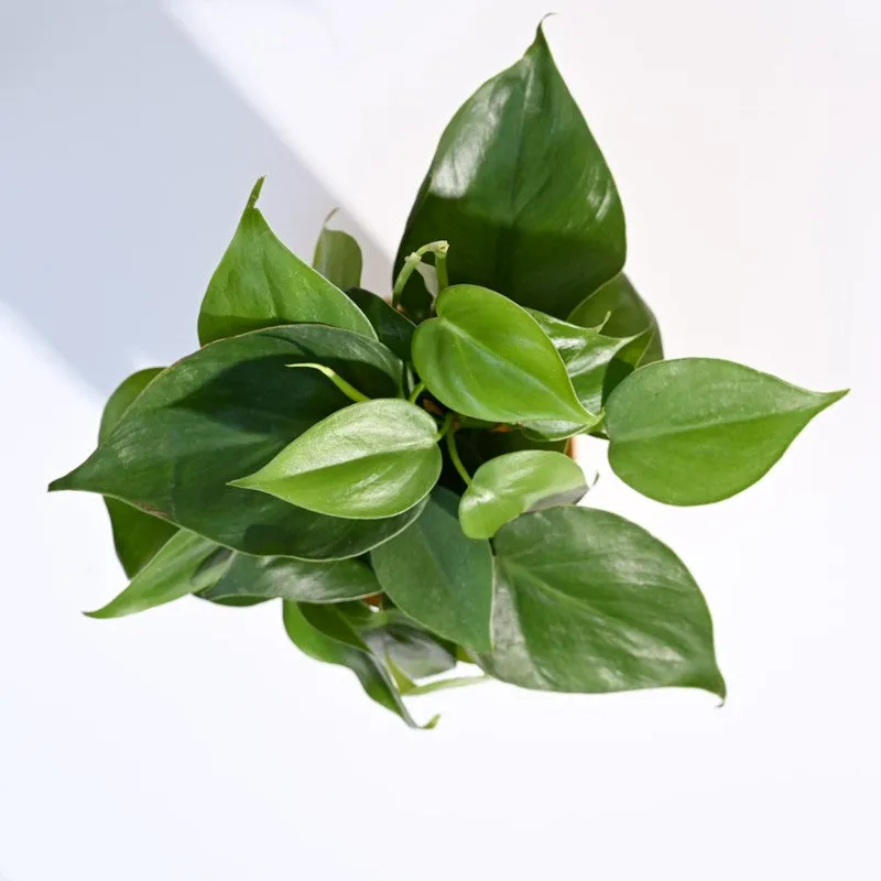 Ugaoo Philodendron Oxycardium Green Plant media 6