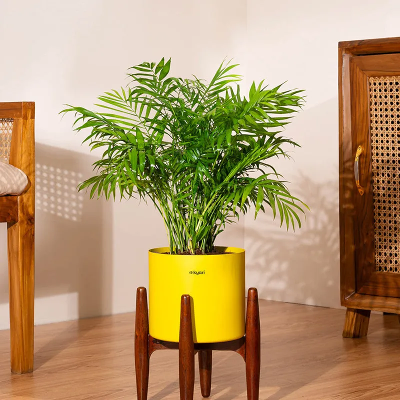 Kyari Areca Palm With Metal Self Watering Pot (Yellow) - 2.5 Feet media 1