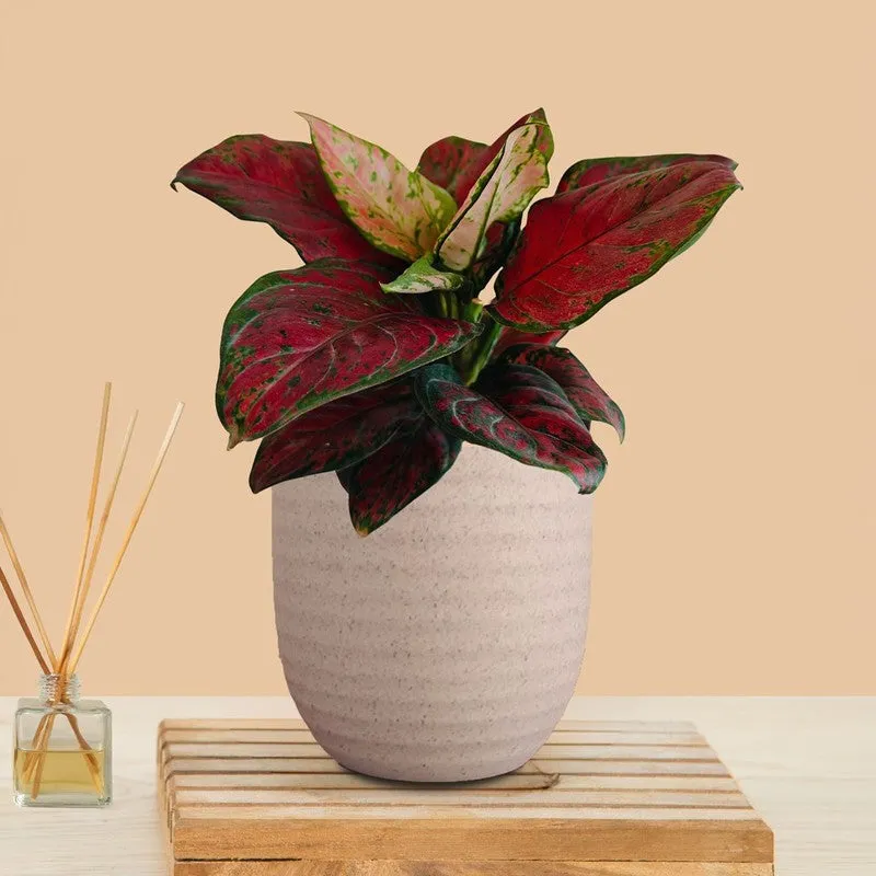 Greenkin Aglaonema Red Beauty Live Plant - Ivory media 3
