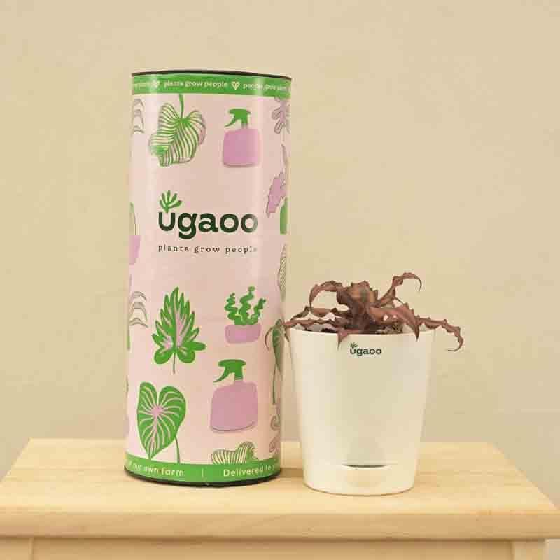Ugaoo Earth Star Plant