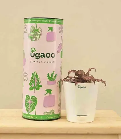 Live Plants