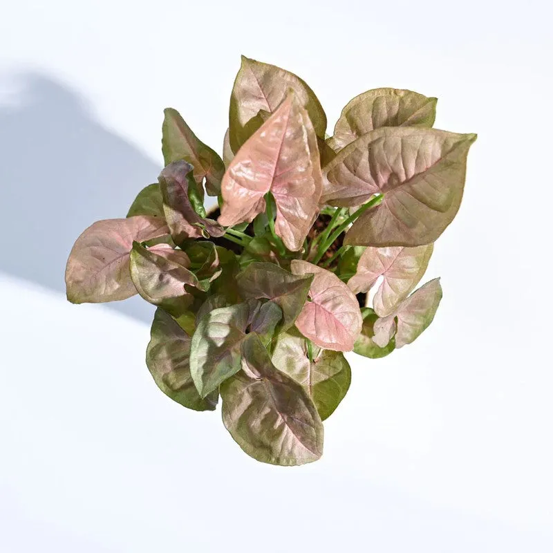 Ugaoo Syngonium Pink Plant media 6