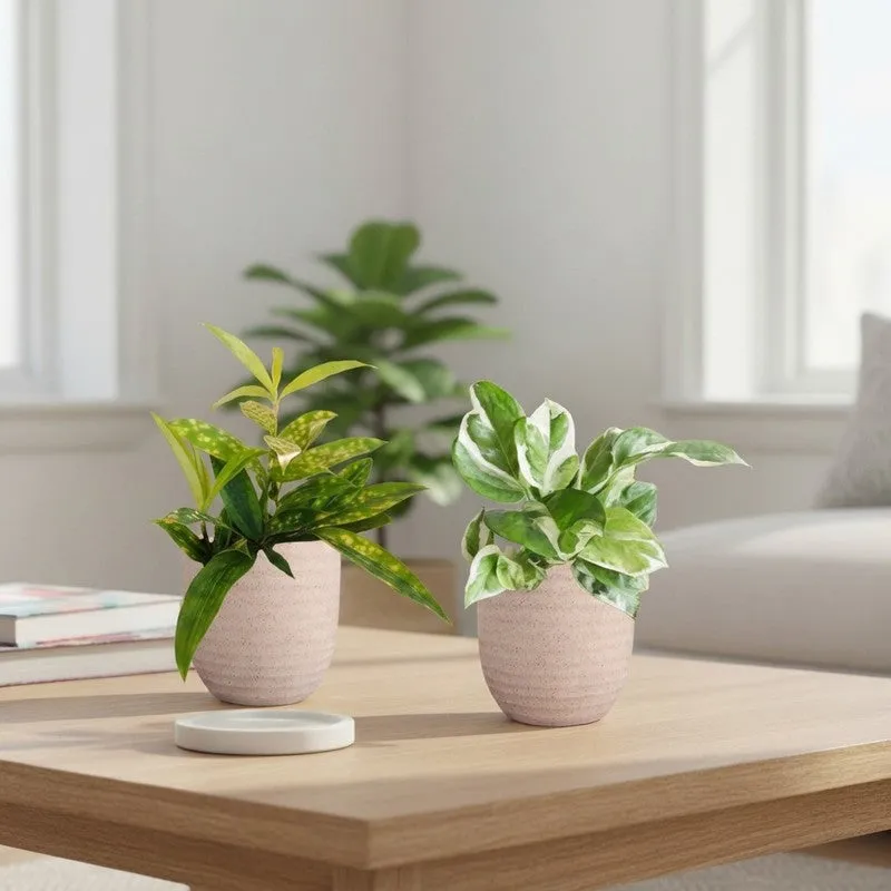 Greenkin Bamboo & Njoy Live Plants (Ivory) - Set Of Two media 1