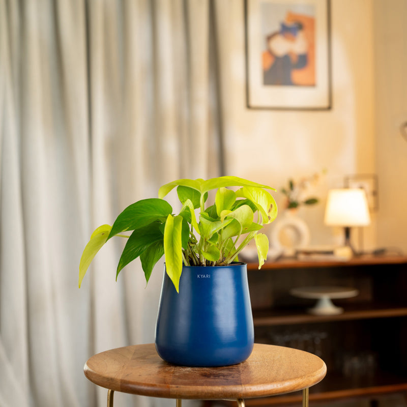 Kyari Golden Pothos Plant With Metal Self Watering Pot - Blue