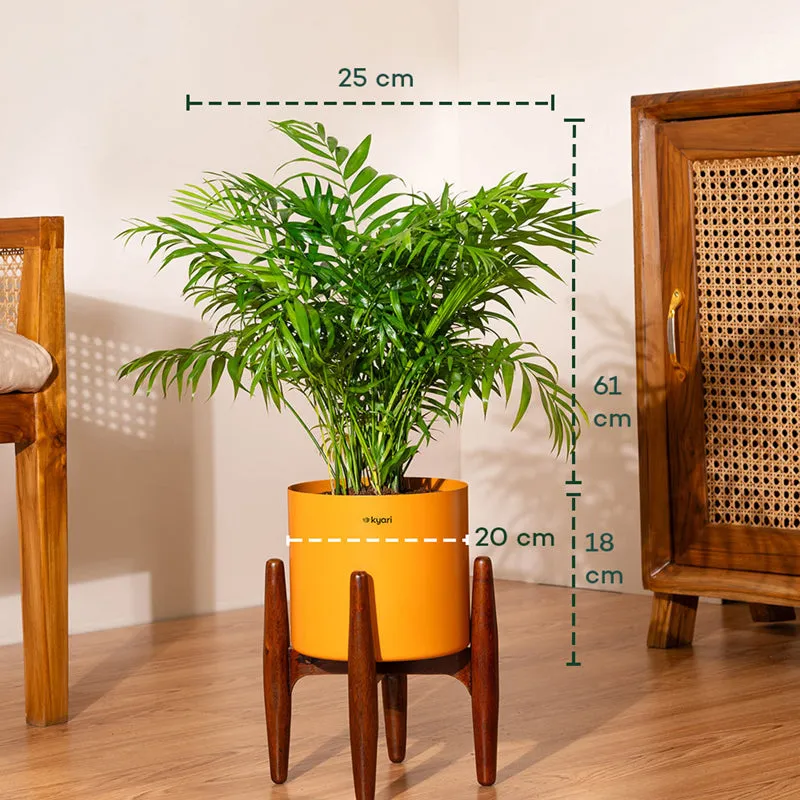 Kyari Areca Palm Plant With Metal Self Watering Pot (Orange) media 5