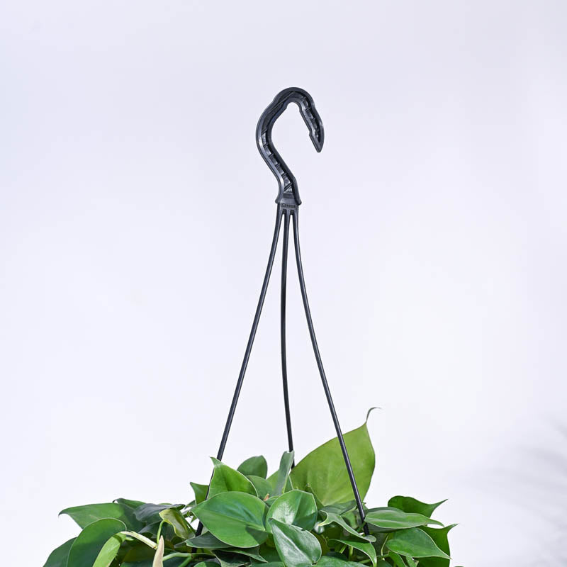 Ugaoo Philodendron Oxycardium Green With Hanging Pot media 6