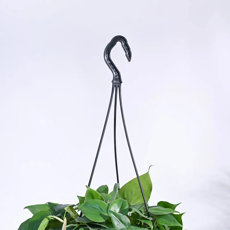 Ugaoo Philodendron Oxycardium Green With Hanging Pot media 6
