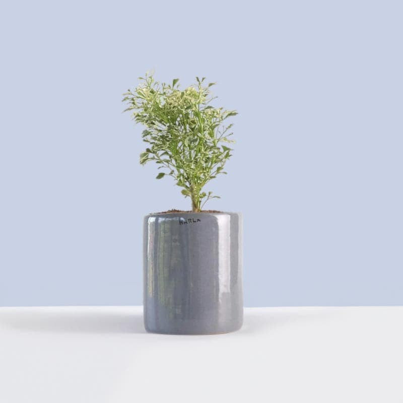 Ugaoo Lilac Stories Ceramic Pot (10 CM) - Grey media 3