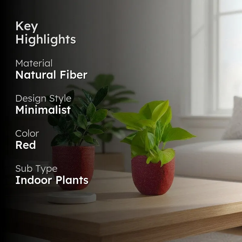 Greenkin Golden Pothos Live Plants (Red) - Set Of Two media 2