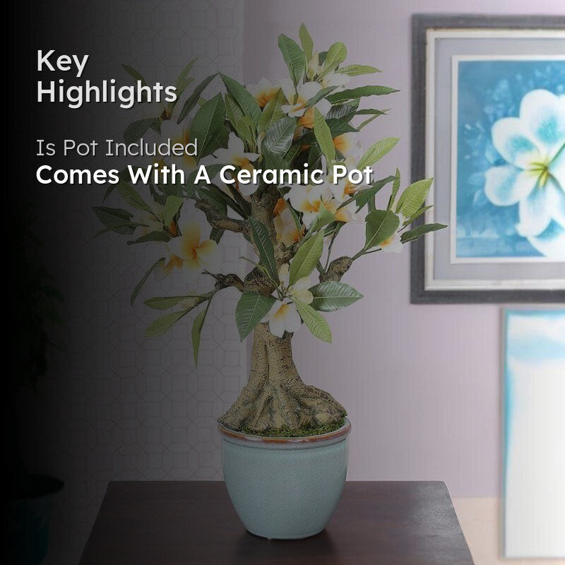 Faux Frangipani Bonsai In Ceramic Pot (2.07 ft) - White media 2
