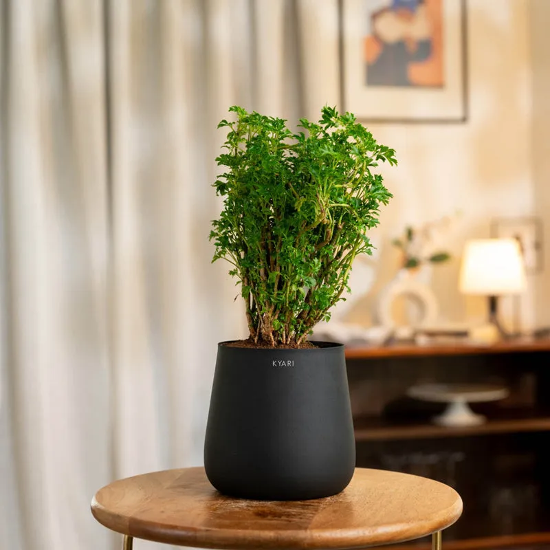 Kyari Aralia Green With Jet Metal Self Watering Pot - Black media 1