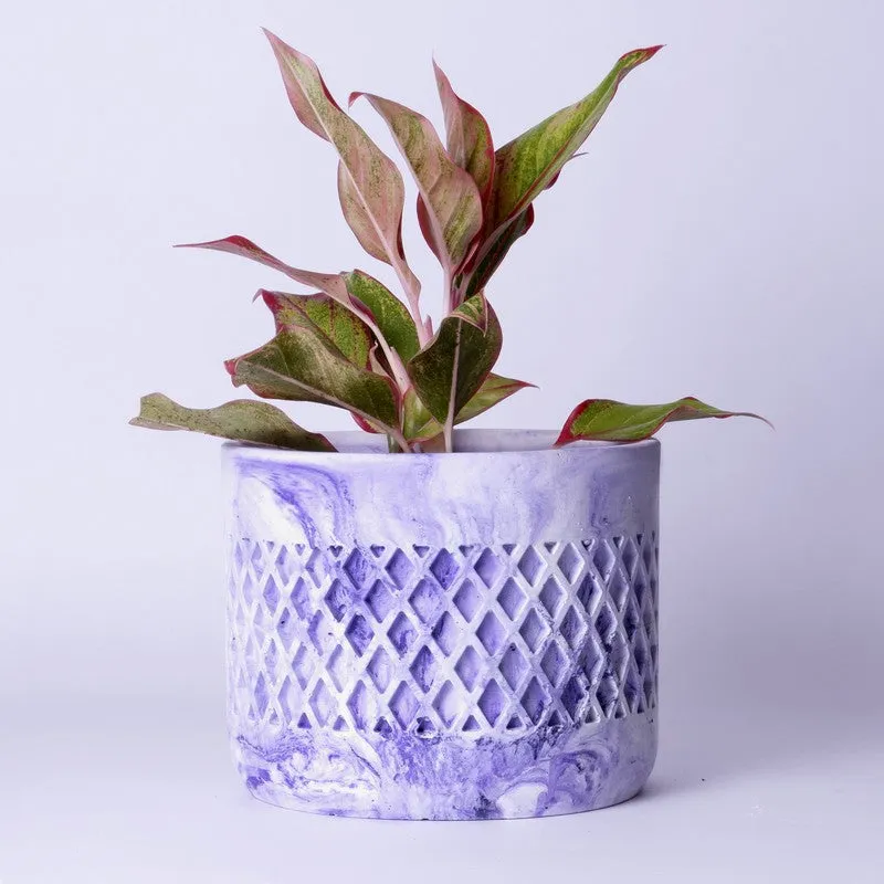 Diemona Planter - Purple media 4