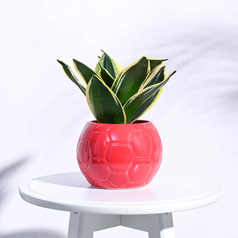Ugaoo Football Red Ceramic Pot media 3