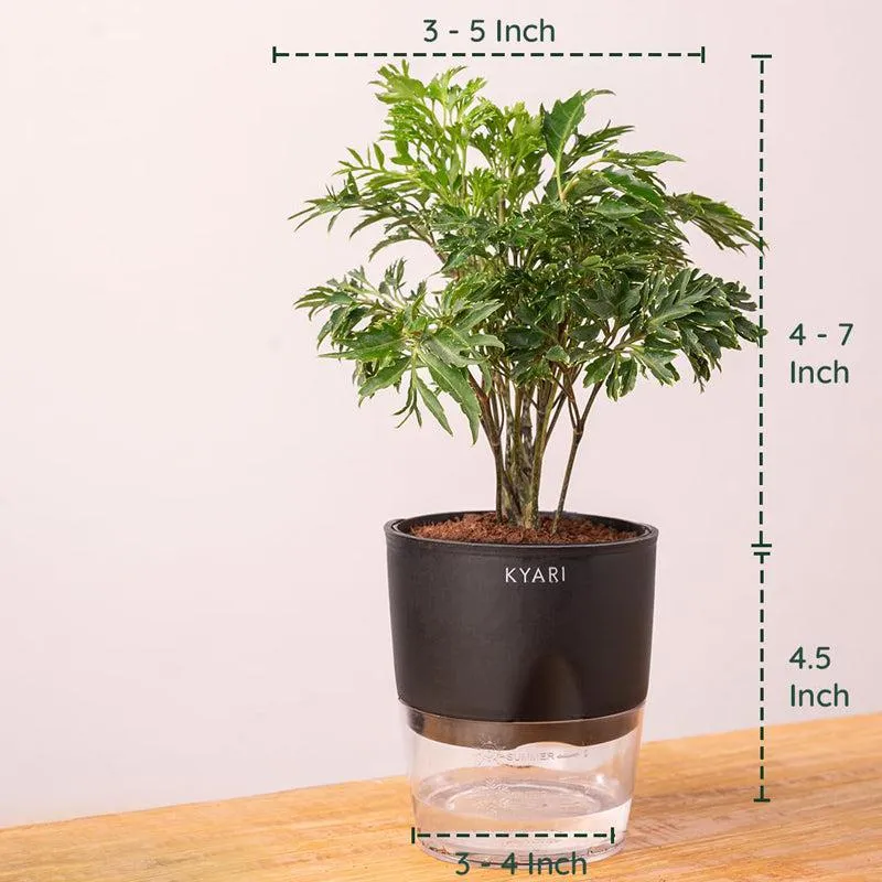 Kyari Aralia Green Plant With Self Watering Pot - Black media 7