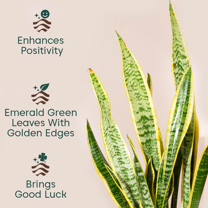 Kyari Sansevieria Zeylanica Golden Snake Plant With Metal Self Watering Pot (Green) - 2.4 Feet media 3