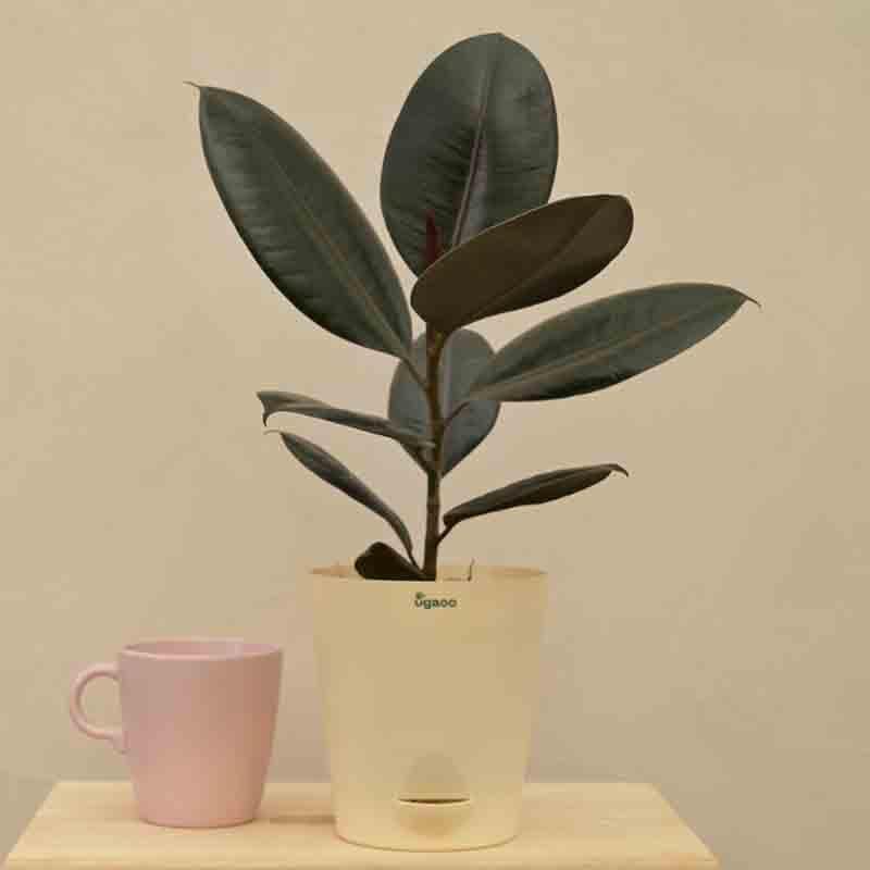 Ugaoo Rubber Plant - Medium media 6