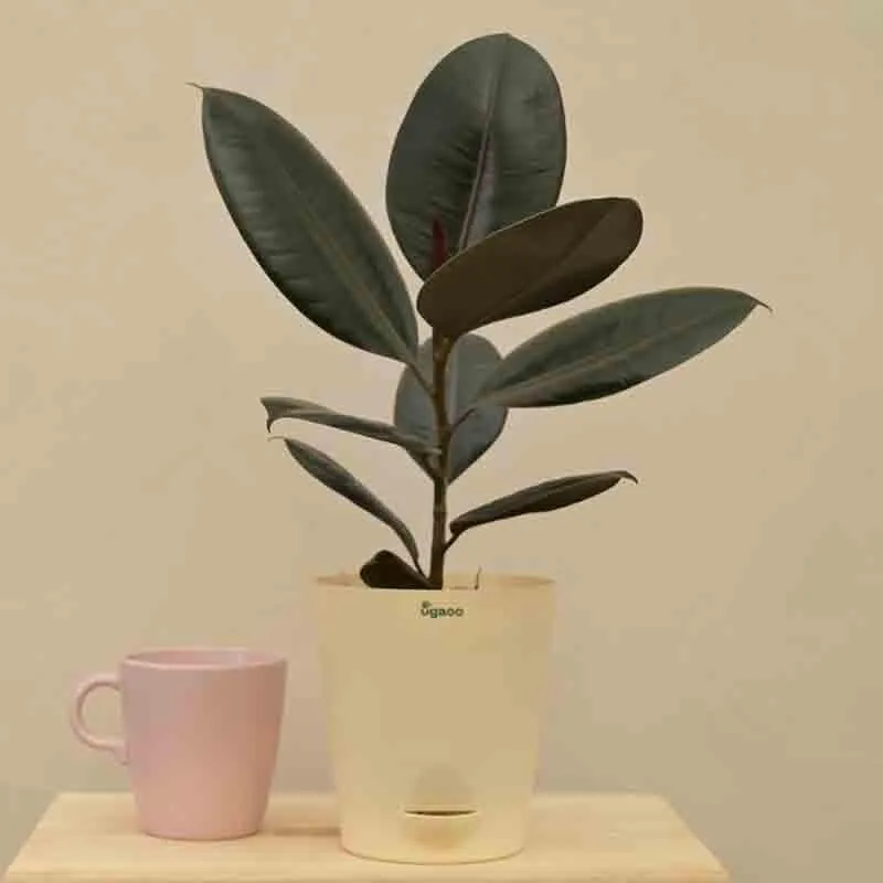 Ugaoo Rubber Plant - Medium media 6