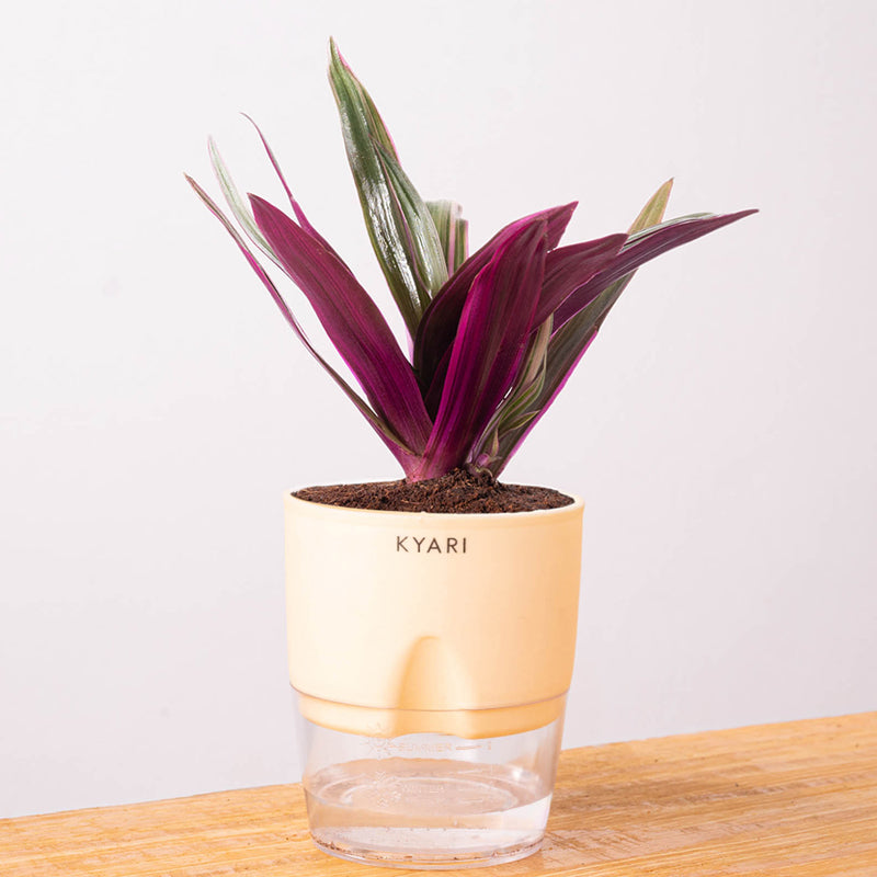 Kyari Oyster Plant With Self Watering Pot (Cream) - 18 cm media 6