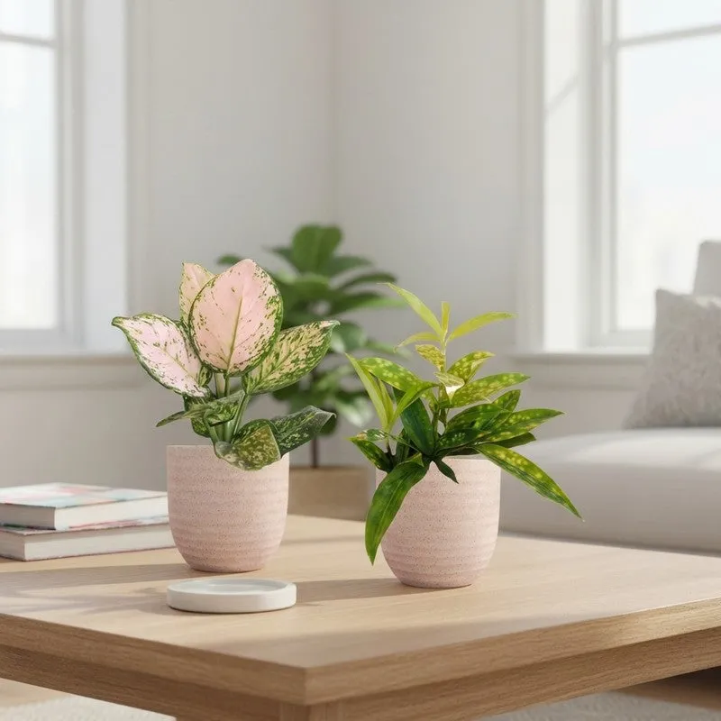 Greenkin Aglaonema Valentine & Bamboo Live Plants (Ivory) - Set Of Two media 1