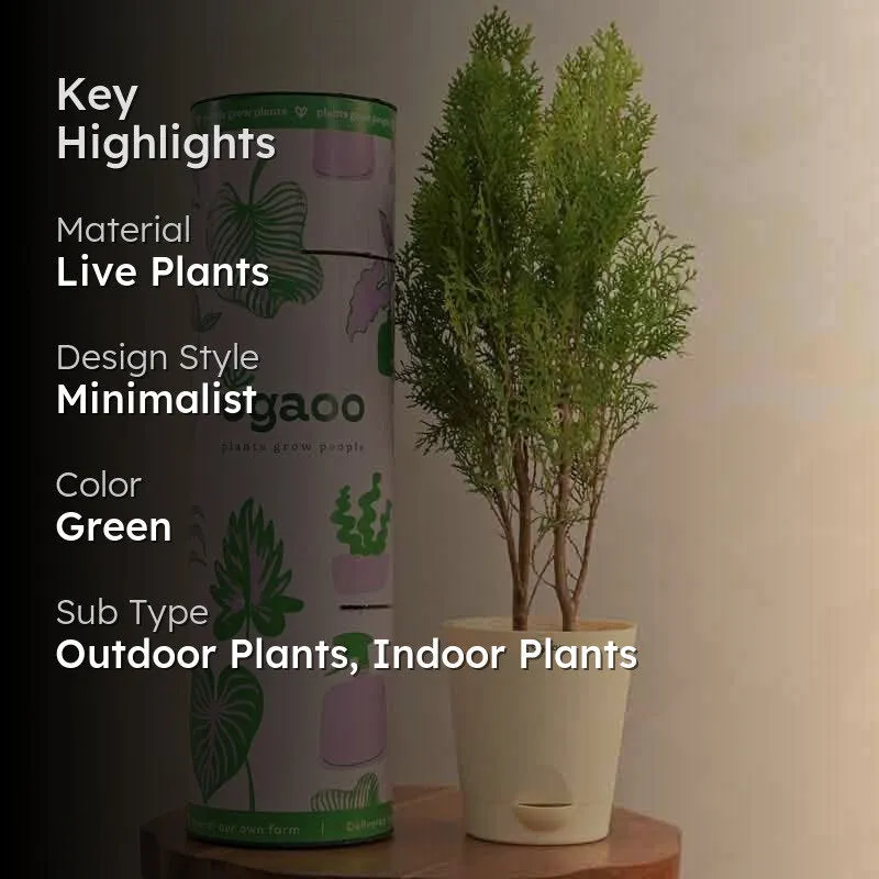Ugaoo Thuja Plant media 2