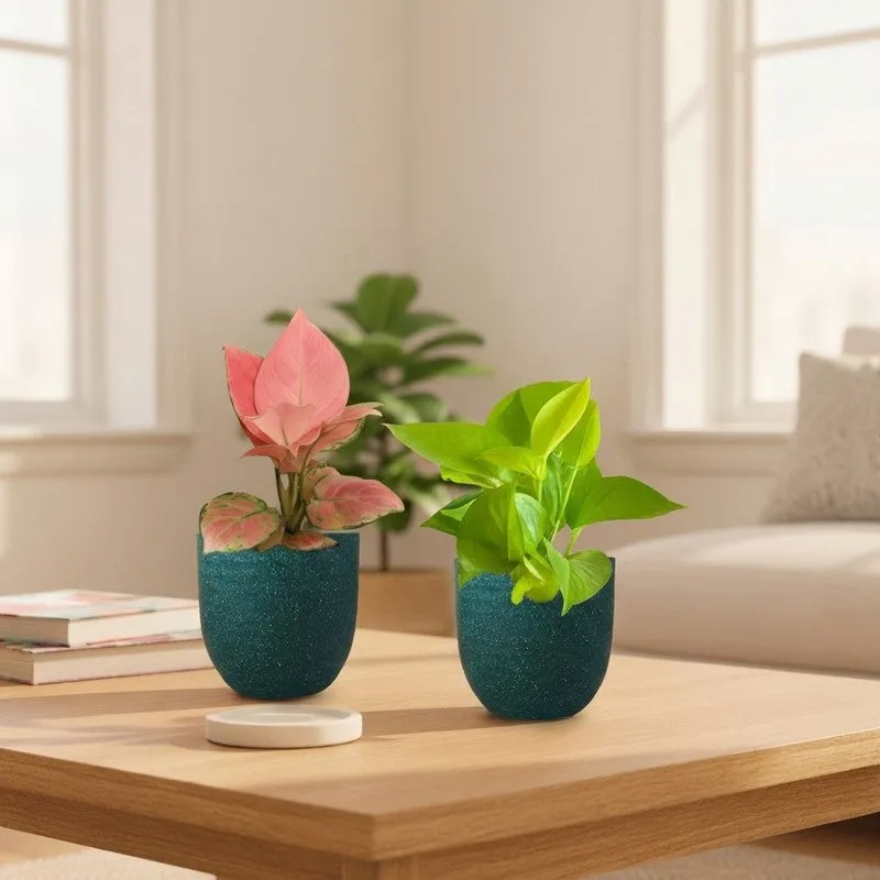 Greenkin Aglaonema Pink & Golden Pothos Live Plants (Green) - Set Of Two media 1